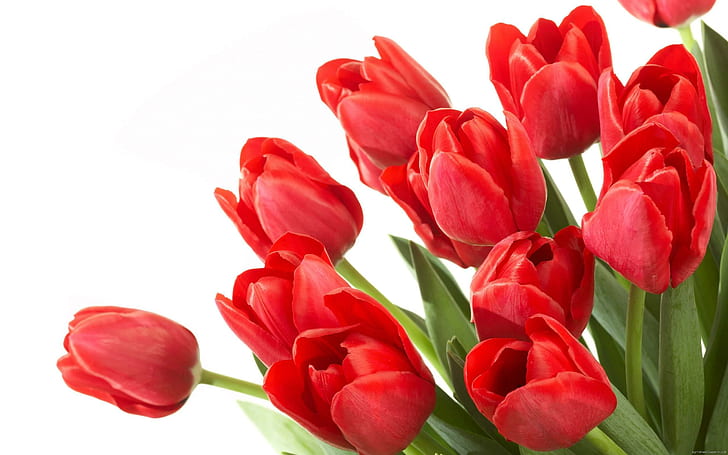 Red tulip flower clump, red tulips bouquet, love, HD wallpaper