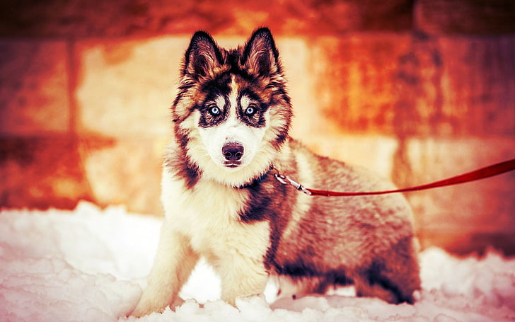 adult black and white Siberian Husky, dog, Siberian Husky , animals, HD wallpaper