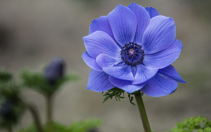 Blue flower close-up, anemone