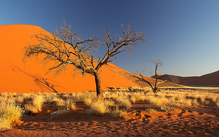 sand, the sky, tree, barkhan, Africa, the bushes, Namibia, the Namib desert