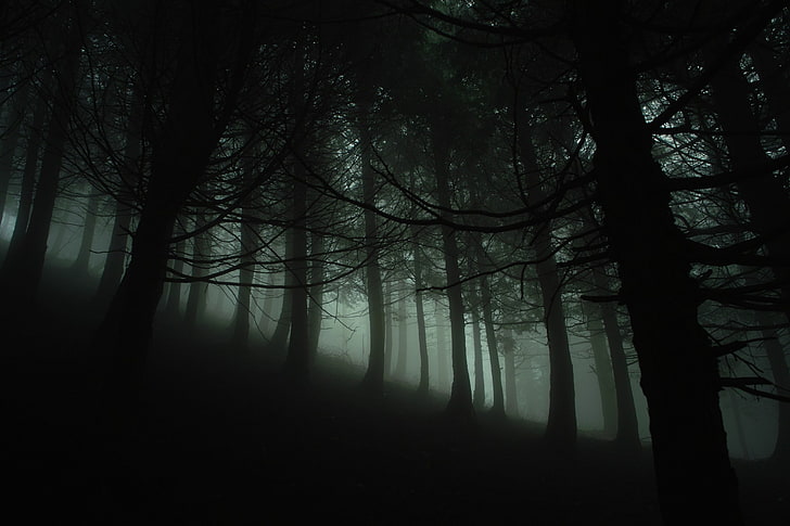 black forest, silhouette of forest, nature, trees, branch, wood, HD wallpaper
