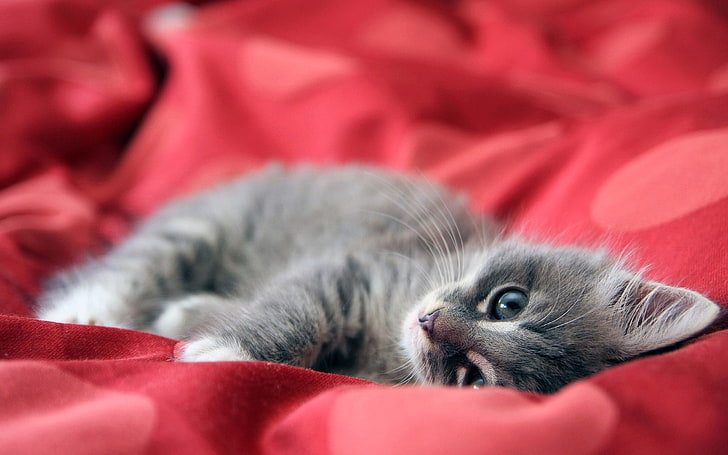 short-furred grey and black tabby kitten, cat, animals, fabric