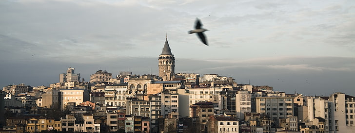 short-beak black bird, Istanbul, galata, cityscape, Turkey, architecture