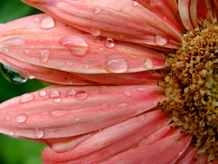 pink Daisy flower in bloom with dew drop, gerbera, peach, gerbera, daisy, peach