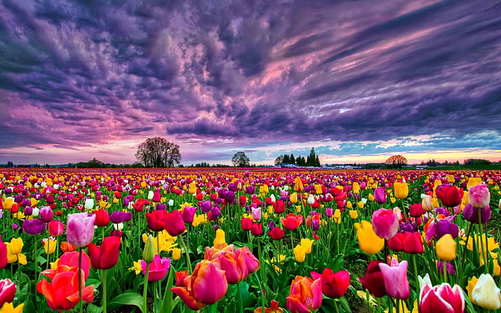 Tulips Field At Sunset Desktop Background 498470