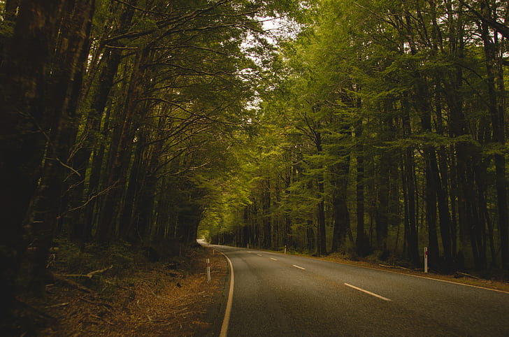 trees, New Zealand, landscape, forest, Milford Sound, road