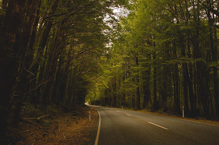 road between trees, Milford Sound, New Zealand, forest, landscape, HD wallpaper