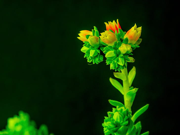 photo of green and orange flower, flowering, flowering, nature
