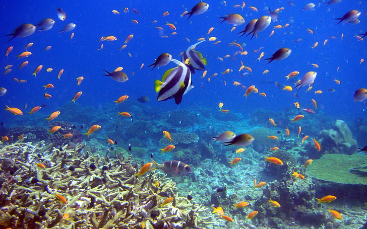 school of fish, coral, underwater, sea, reef, animal, nature, HD wallpaper
