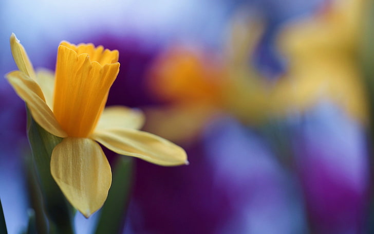 women's yellow dress, flowers, nature, daffodils, yellow flowers