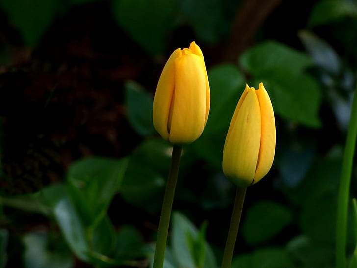 photography of two yellow petaled flowers, Beim, Tulip, Gelb, HD wallpaper