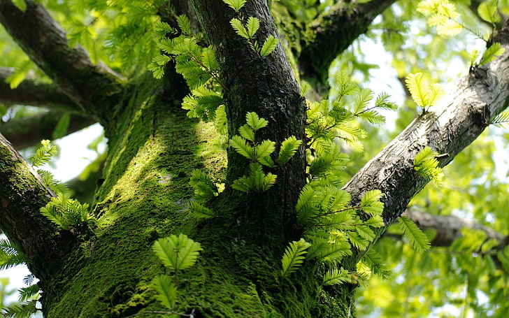 green leafed tree, low angle photography of tree covered with muss, HD wallpaper