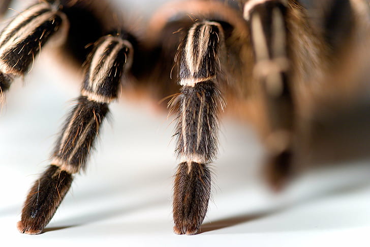 brown and black Tarantula selective focus photography, spider, HD wallpaper