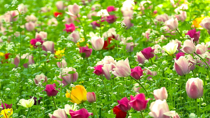 Tulips Flowers With Red White Yellow And Pink Field Green Grass Nature Spring Wallpaper Hd 3840×2160, HD wallpaper