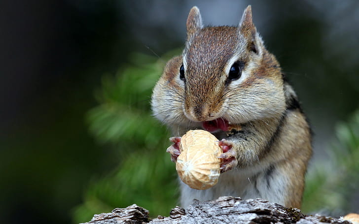 mammals, animals, nuts, squirrel, food, eating