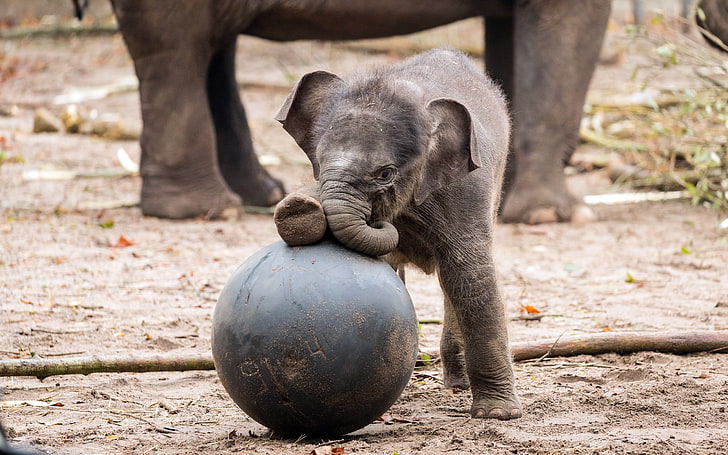 gray and black dog plush toy, baby animals, elephant, mammal