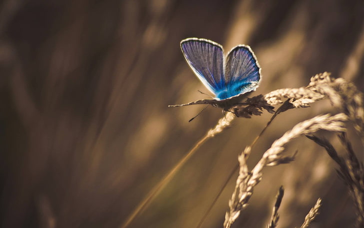 common blue butterfly, flowers, macro, nature, moths, wheat, insect, HD wallpaper