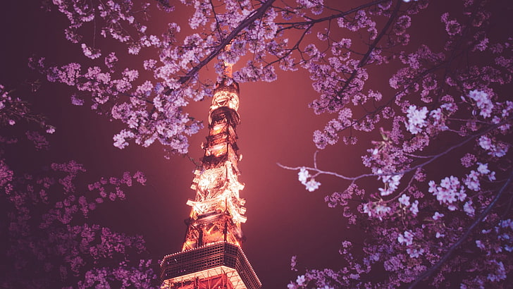pink cherry blossom, Japan, Tokyo Tower, Hanami, tree, plant, HD wallpaper