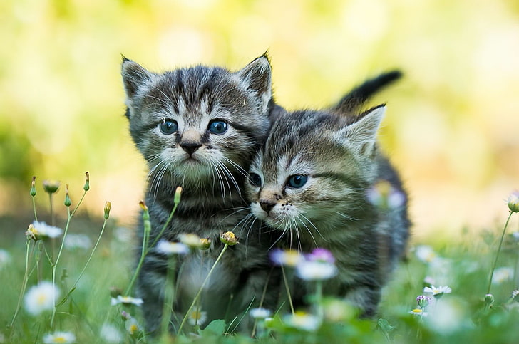 two black and white kittens, baby animals, cat, animal themes, HD wallpaper