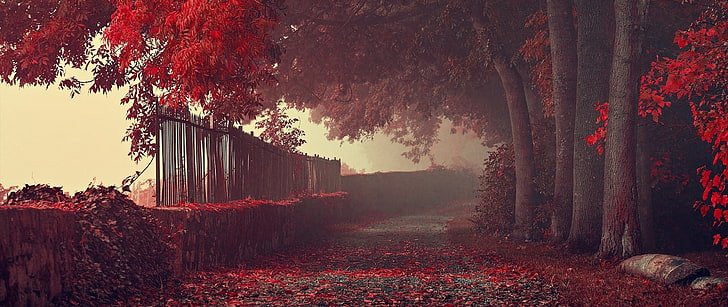 red trees, ultra-wide, photography, nature, leaves, fall, path, HD wallpaper