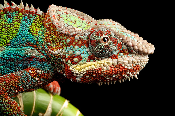 multicolored bearded dragon, reptile, look, chameleon, animal