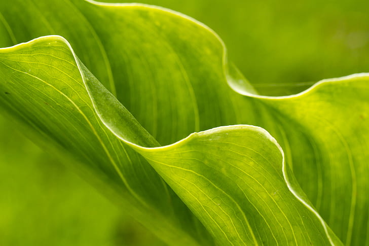 selective focus photography of green leaf plant, groovy, Arum Lily, HD wallpaper