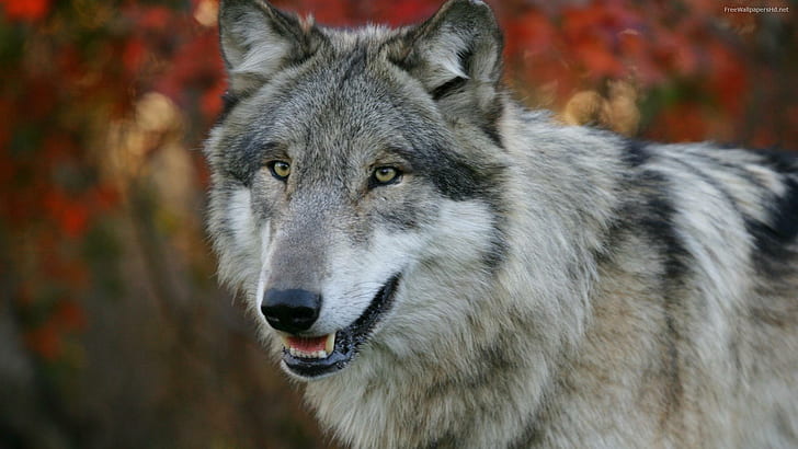 Grey Wolf, nature, looking, wild, predator, animals, HD wallpaper