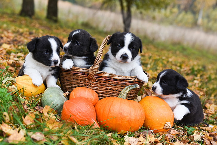 dog, pumpkin, baskets, animals, puppies, fall, Border Collie, HD wallpaper
