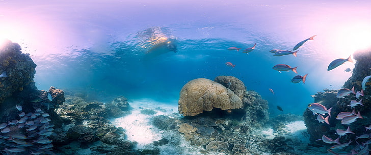 school of gray fishes swimming near corals underwater, undersea