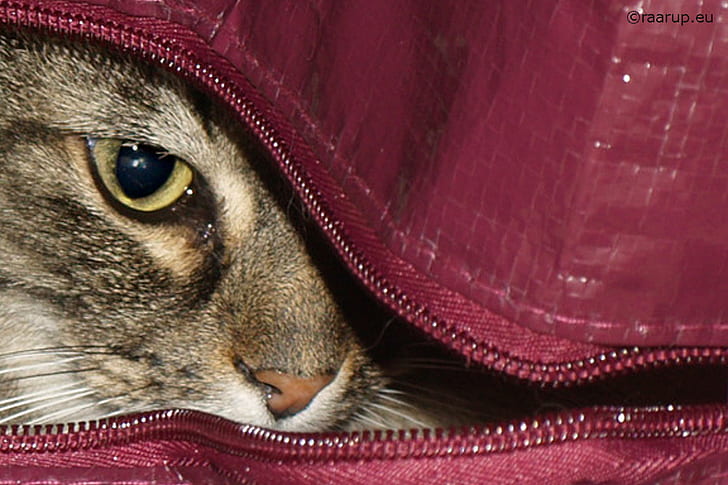 brown tabby cat close-up photo, cat, HMM, The cat in the bag, HD wallpaper