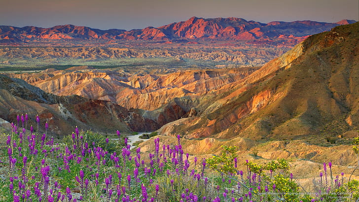 Desert Blossoms in Spring, Anza Borrego State Park, California, HD wallpaper