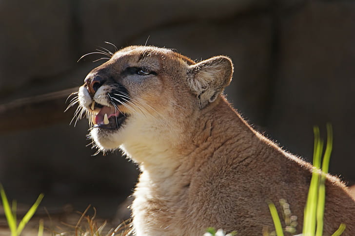 Puma, cougar, mountain lion, lioness, predator, wild cat, HD wallpaper