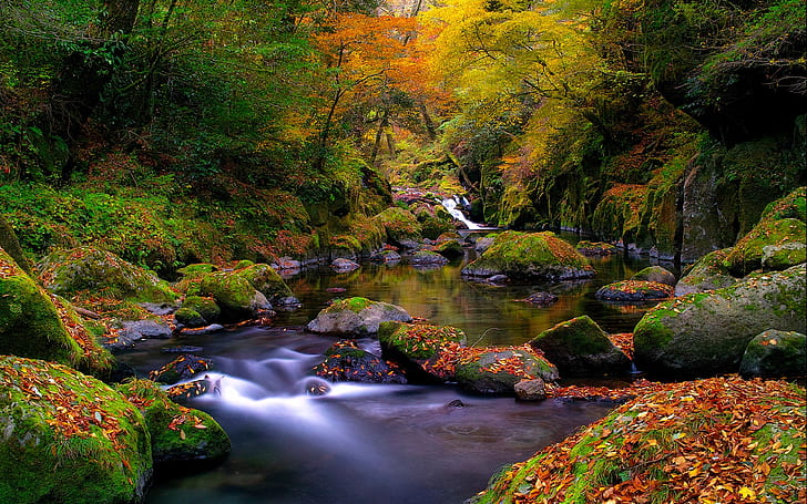 Nature, autumn forest, river, rocks, moss, leaves, body of water photo, HD wallpaper