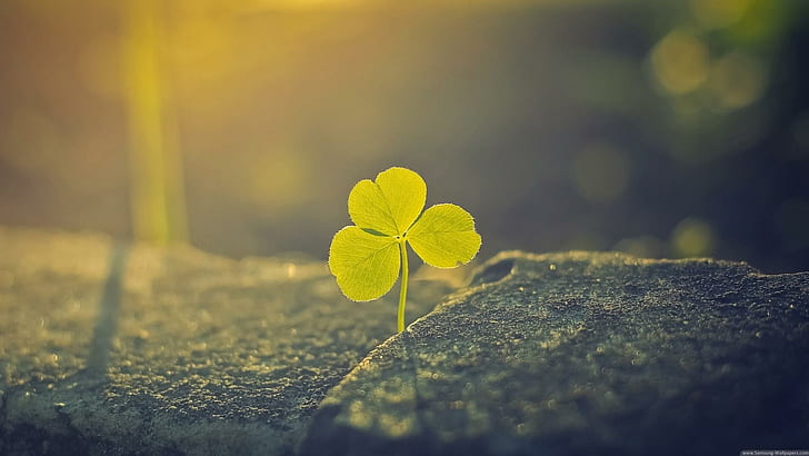 HD wallpaper: Find You Own Luck, nature, people, entertainment, other |  Wallpaper Flare