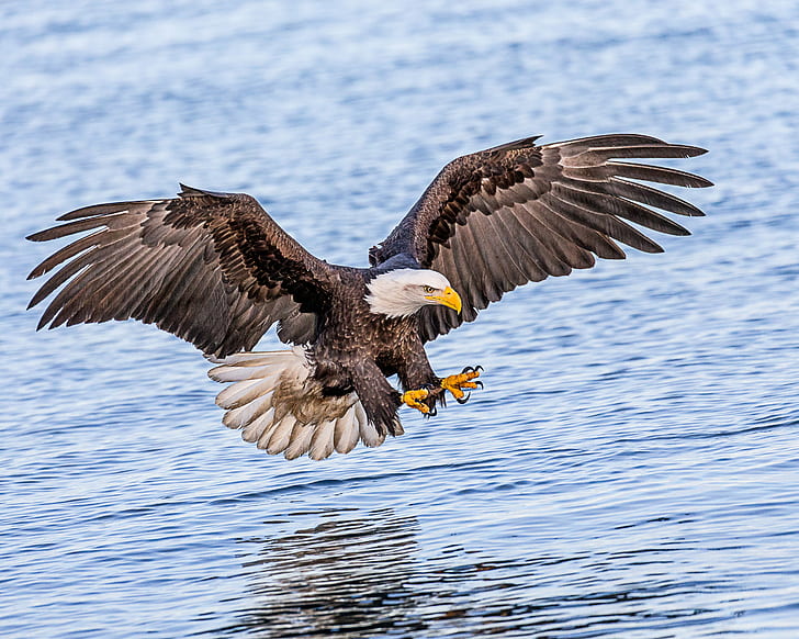 Bald Eagle Hunting in ocean, Talons, Ready, fishing, Lens, eagle - Bird, HD wallpaper