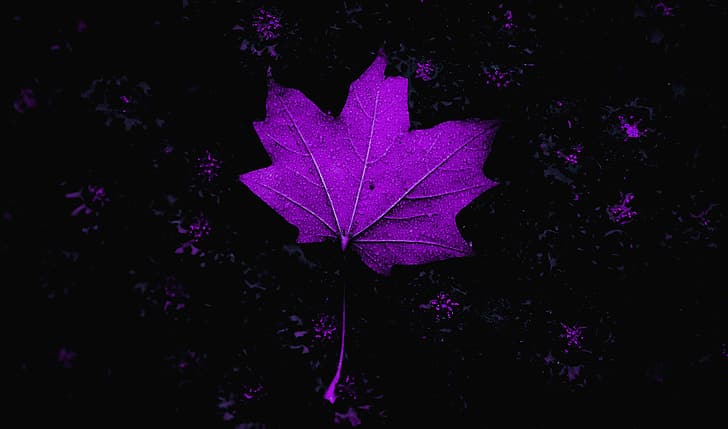 flowers, Photoshop, matte paint, purple background, dark