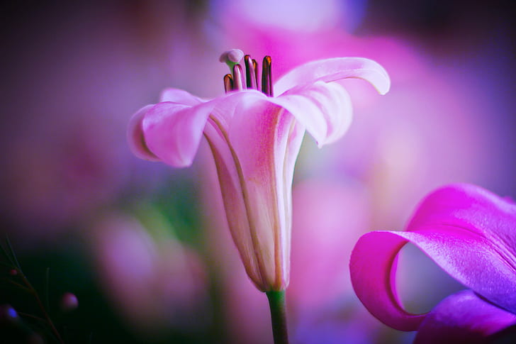 pink flower photo, Beauty, color, lilium, flower  petal, foto, HD wallpaper