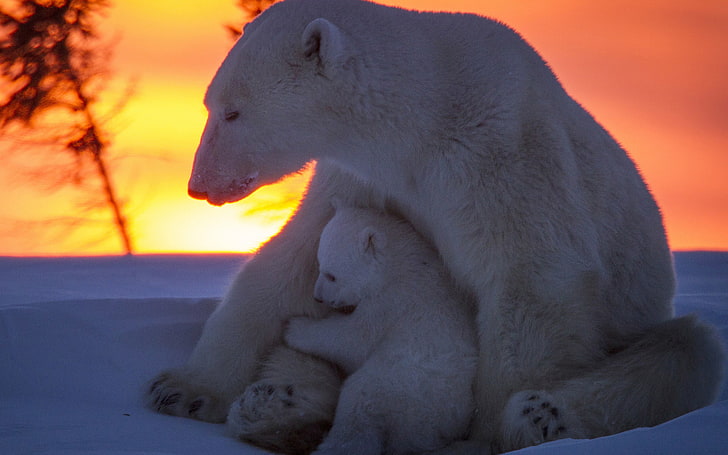 Bears, Polar Bear, Baby Animal, Cub, Sunset, Wildlife, predator (Animal), HD wallpaper