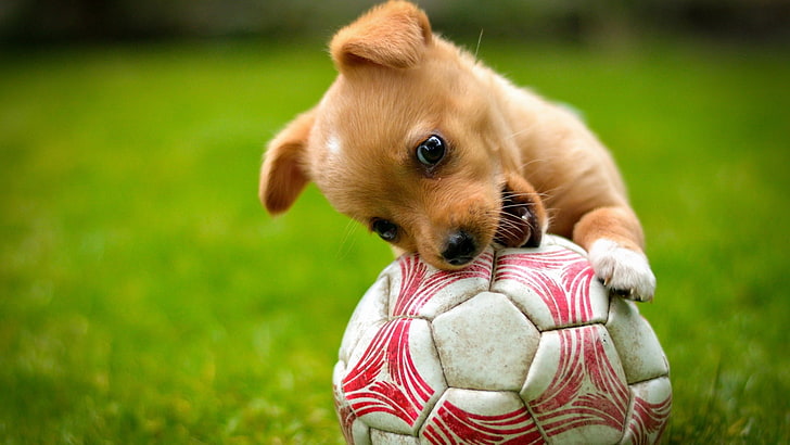 puppies, ball, dog, animals, baby animals, closeup, biting