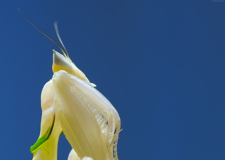 white, Mantis, Orchid mantis, blue, food and drink, close-up, HD wallpaper