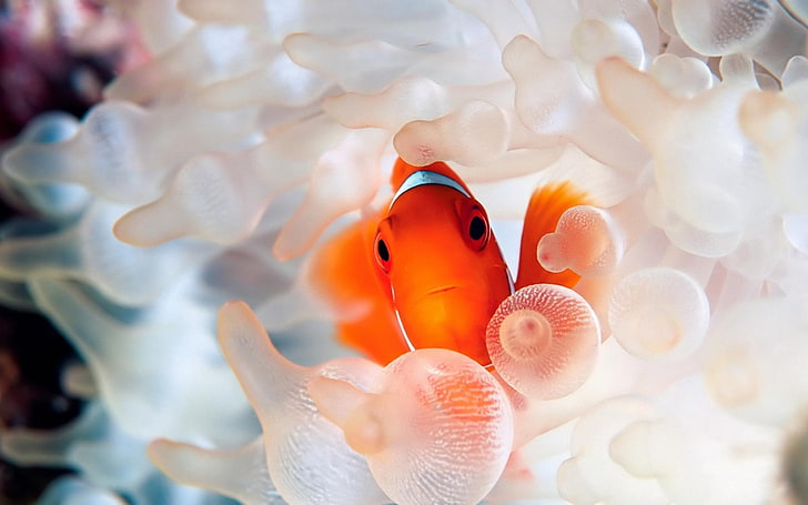 coral hd widescreen  for laptop, animal themes, fish, animal wildlife, HD wallpaper