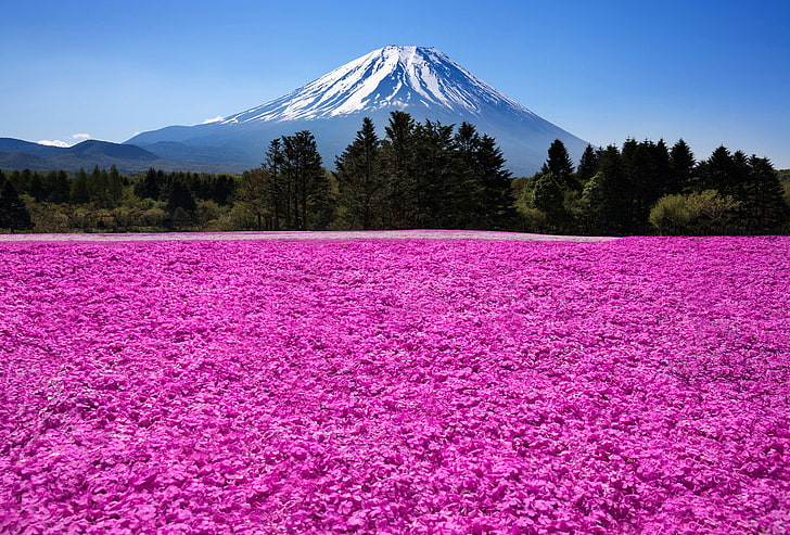 purple petaled flower flied, nature, mountain, the volcano, Japan, HD wallpaper