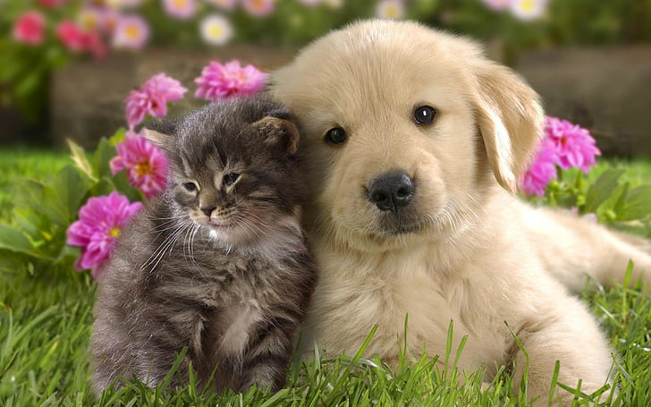 HD wallpaper: Cat and dog, puppy