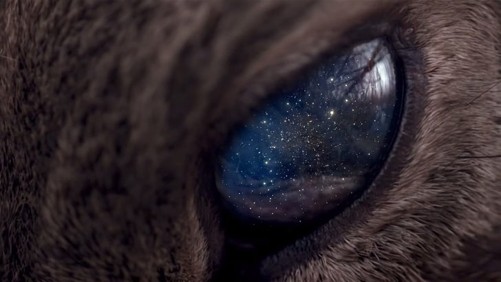 short-coated gray animal, universe, space, stars, animals, eyes