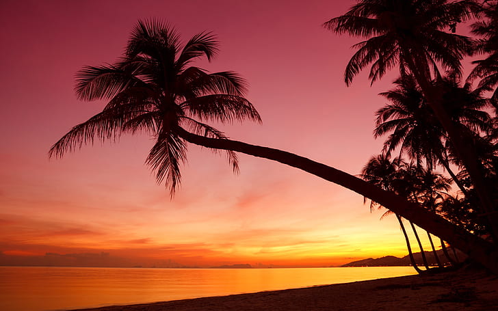 HD wallpaper: Tropical, sunset, palm trees, silhouette, beach, sea |  Wallpaper Flare