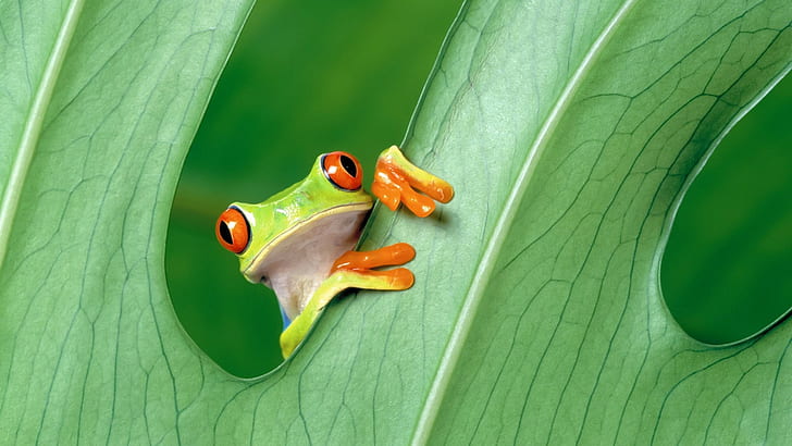 green frog animals amphibian leaves red eyed tree frogs, green color, HD wallpaper