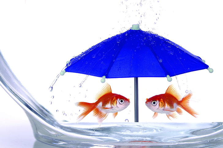 gold fish, umbrella, rain, glass, abstract, unusual, goldfish, HD wallpaper