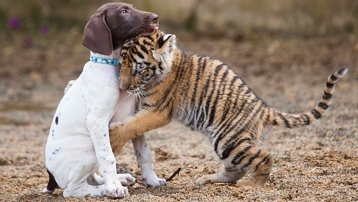 cute, puppy, dog, animal, tiger, cub, hug, wildlife, whiskers, HD wallpaper