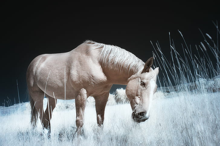 brown horse on grass field, photography, horses, wyoming, trial lawyers, HD wallpaper