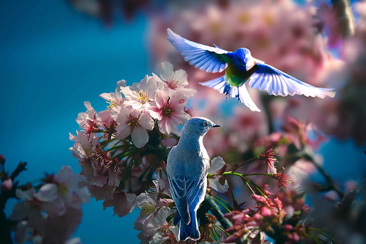 HD%20wallpaper:%20birds,%20branches,%20nature,%20spring,%20pair,%20flowering,%20Thai%20Phung%20%20|%20Wallpaper%20Flare